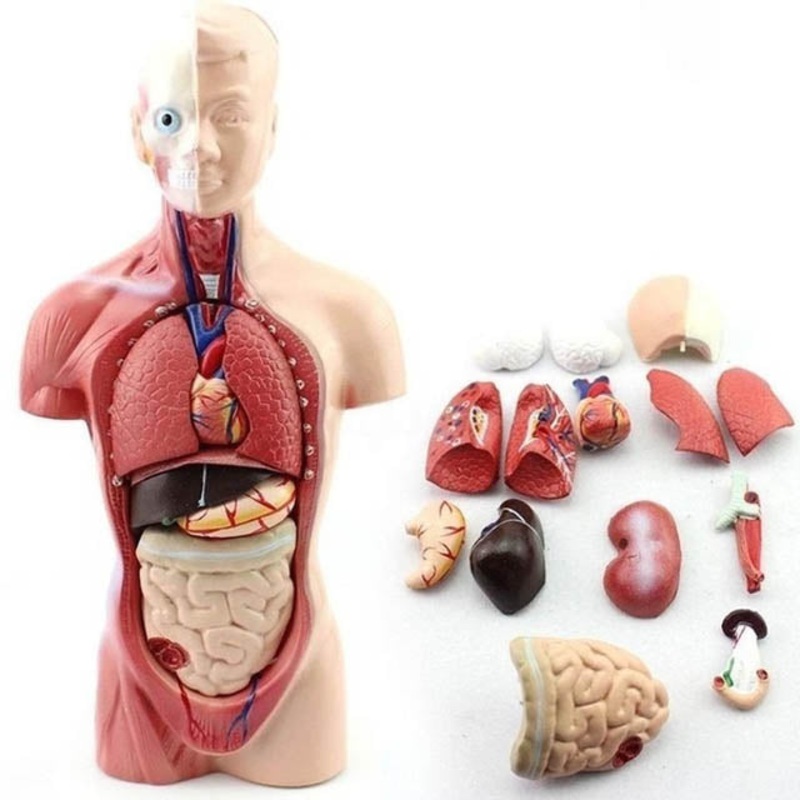 AN070-0050 – HUMAN TORSO MODEL-50CM HEIGHT WITH 11 DISSECTIBLE PARTS