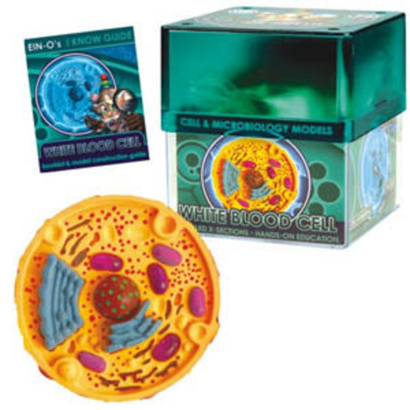2371 – WHITE BLOOD CELL-CELL AND MICRO MICROBIOLOGY MODEL