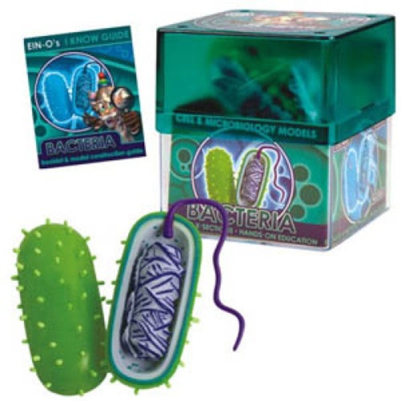 32371-BACTERIA – BACTERIA-CELL AND MICROBIOLOGY MODEL