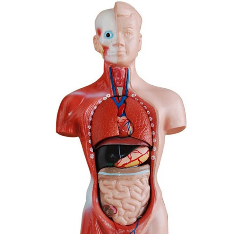 EDU-41006 – HUMAN TORSO MINI-27CM HEIGHT 8 DISSECTIBLE PARTS
