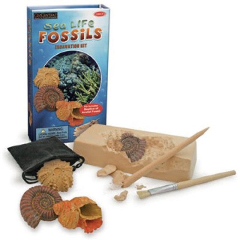 DGSL – SEALIFE FOSSIL DIG KIT