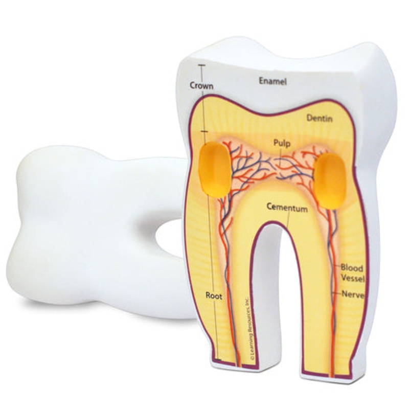 LER1904 – HUMAN TOOTH MODEL SOFT FOAM CROSS-SECTION TOOTH