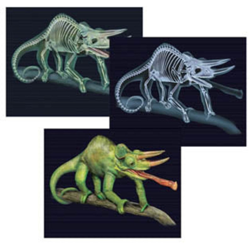 LER2927 – ANIMAL X-RAY CARD TILT AND VIEW SCIENCE DOUBLE SIDED ASSORTED