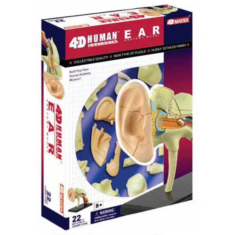 26055 – HUMAN EAR ANATOMY MODEL 22PARTS W/STAND AND ASSEMBLY GUI