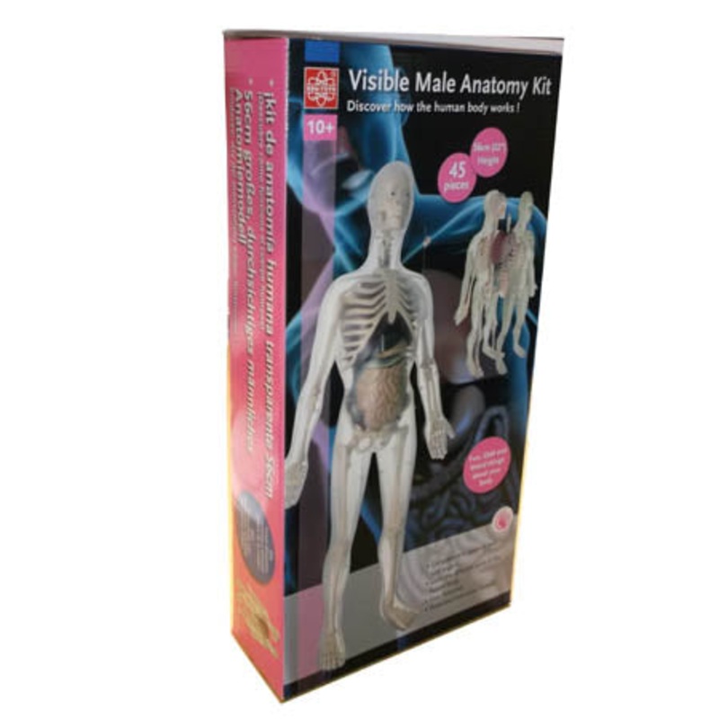 37461 – HUMAN VISIBLE MALE ANATOMY KIT HEIGHT:56CM 45PIECES