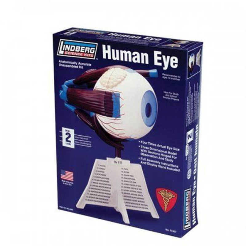ZM71307 – HUMAN EYE ANATOMY MODEL KIT LINDBERG UNASSEMBLED SCALE 4:1