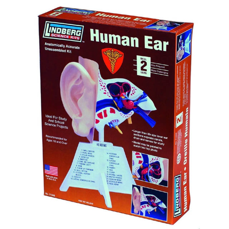 ZM71308 – HUMAN EAR ANATOMY MODEL KIT LINDBERG UNASSEMBLED