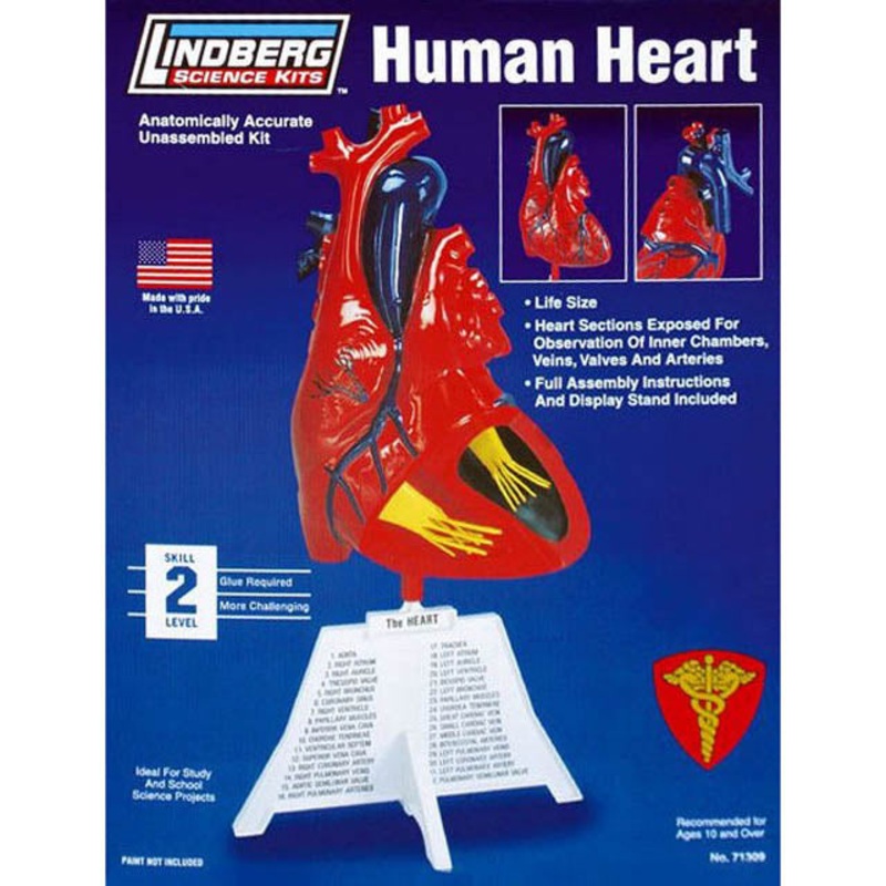ZM71309 – HUMAN HEART ANATOMY MODEL KIT LINDBERG UNASSEMBLED LIFE SIZE