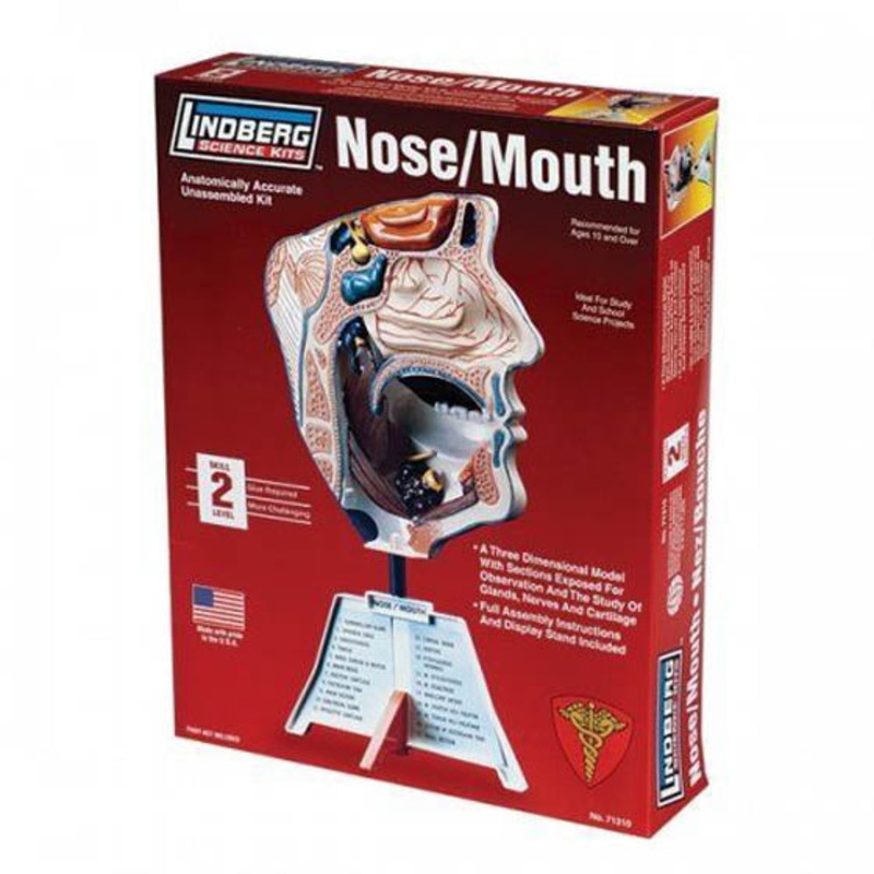 ZM71310 – HUMAN NOSE/MOUTH ANATOMY MODEL KIT LINDBERG UNASSEMBLED
