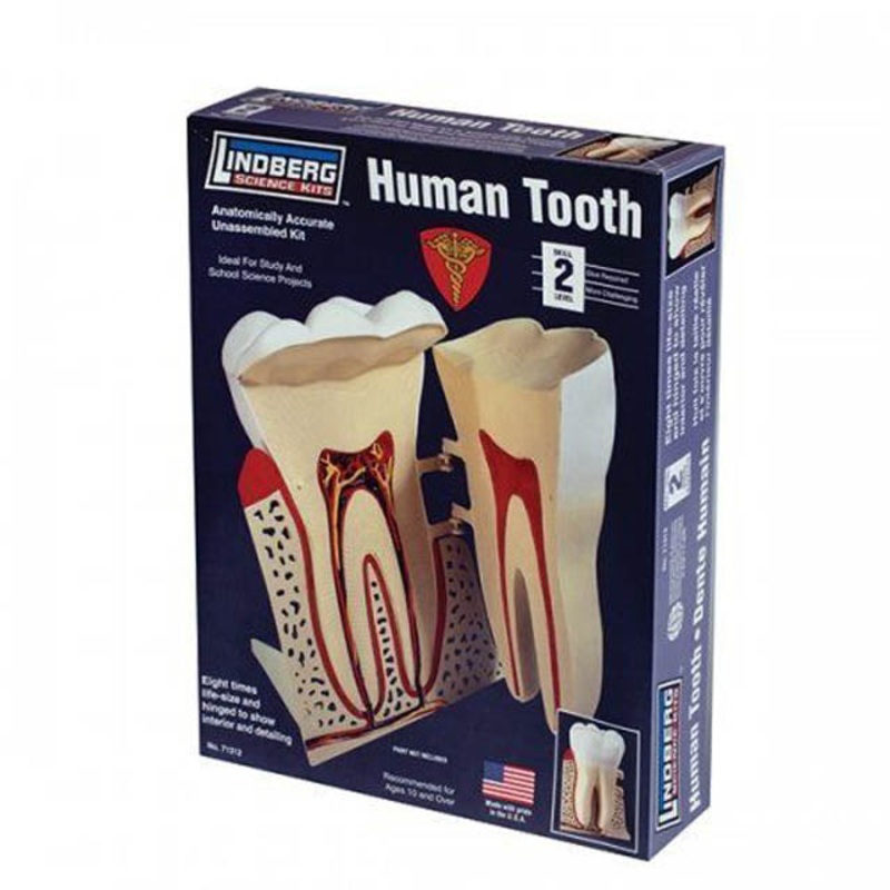 ZM71312 – HUMAN TOOTH ANATOMY MODEL KIT LINDBERG UNASSEMBLED SCALE 8~;1