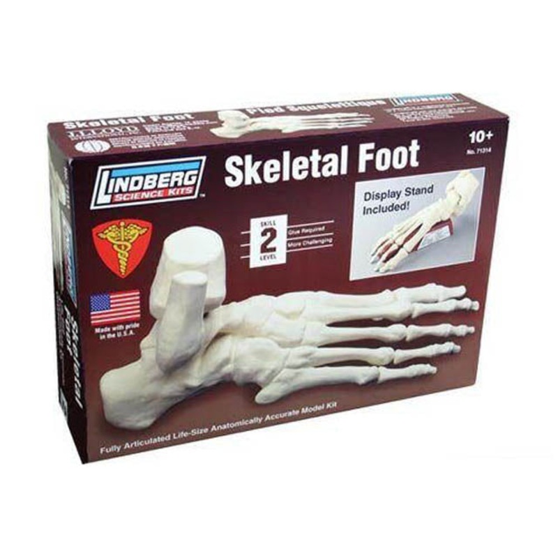 ZM71314 – HUMAN SKELETAL FOOT MODEL KIT LINDBERG UNASSEMBLED LIFE SIZE
