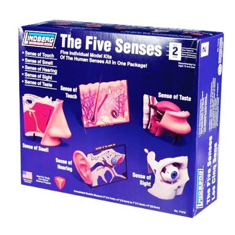 ZM71315 – HUMAN 5 SENSES ANATOMY MODEL KIT LINDBERG UNASSEMBLED