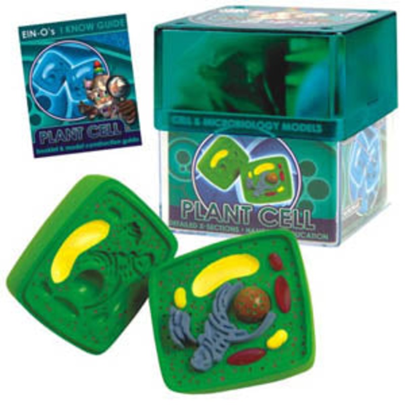 32371-PLANT – PLANT CELL-CELL AND MICROBIOLOGY MODEL