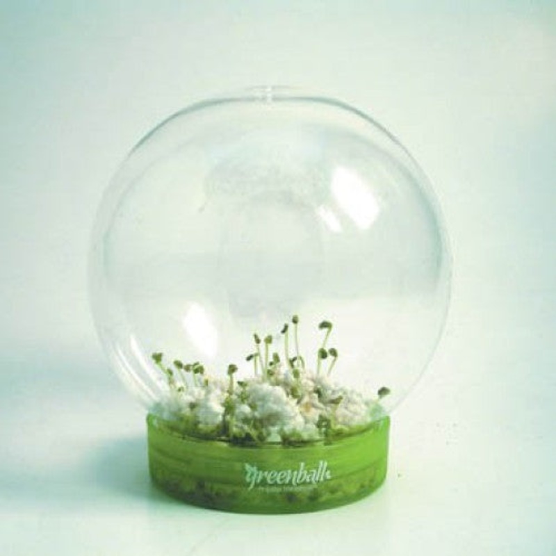 004001 – GREENBALL BIOSPHERE BASIL 4 INCH DIAMETER