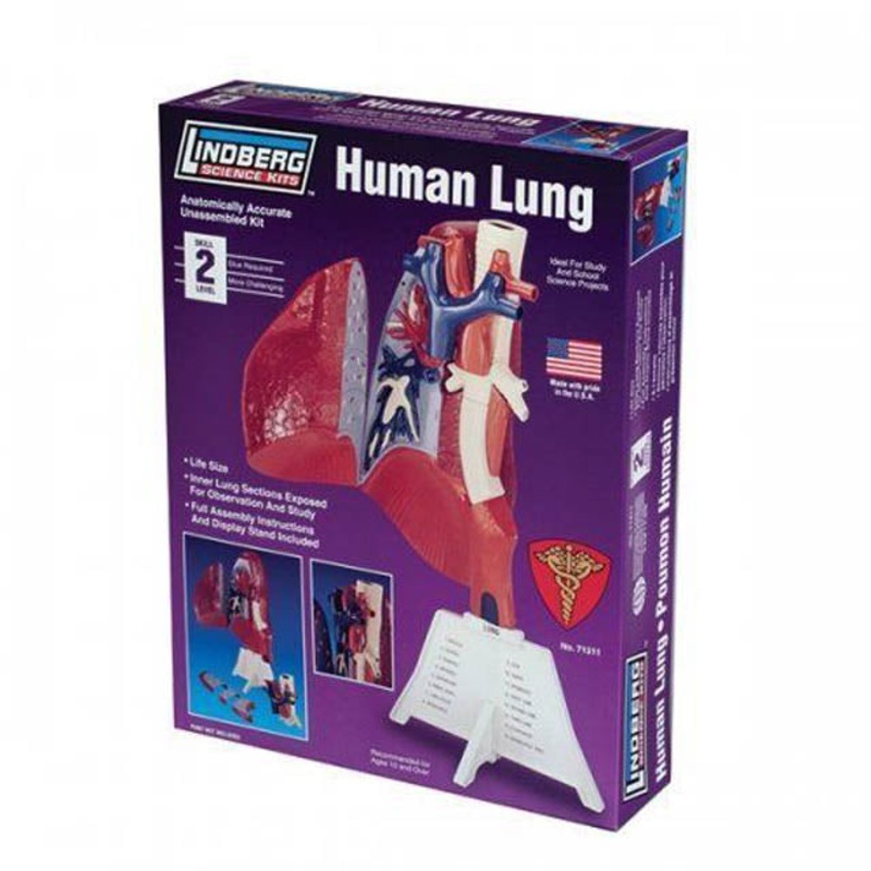 ZM71311 – HUMAN LUNG ANATOMY MODEL KIT LINDBERG UNASSEMBLED LIFE SIZE