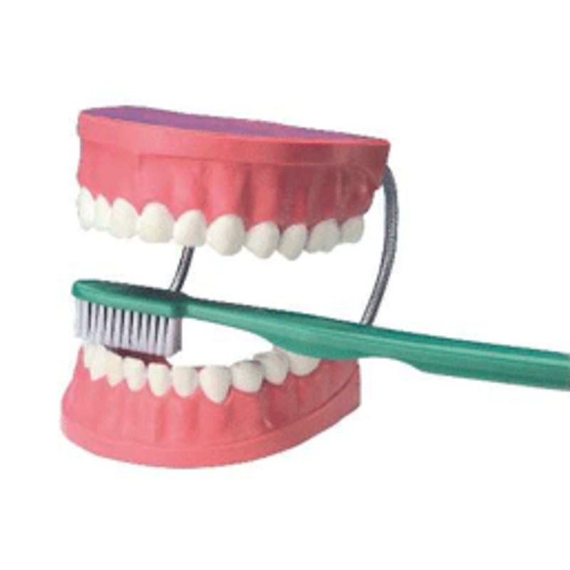 TH001 – GIANT DENTAL CARE MODEL W/GIANT TOOTHBRUSH