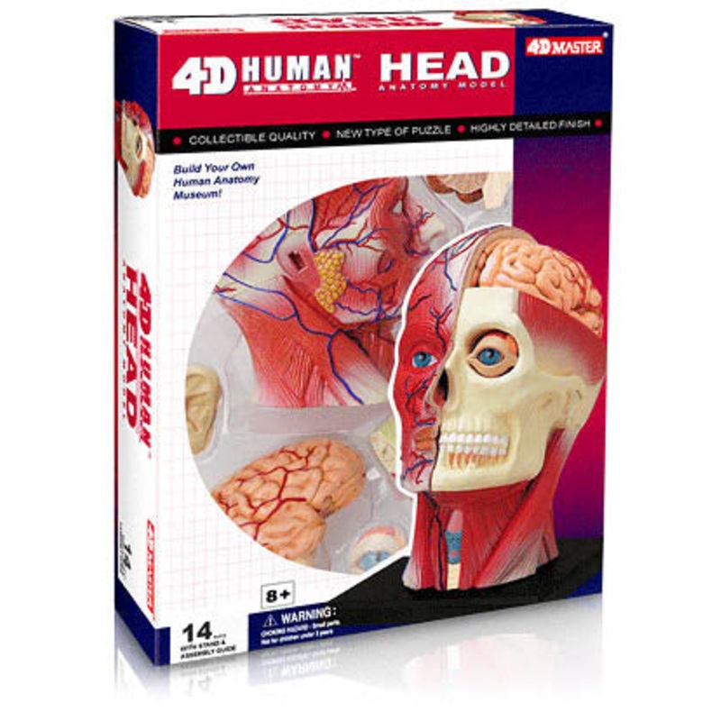 26064 – HUMAN HEAD ANATOMY MODEL 14PARTS W/STAND AND ASSEMBLY GUI