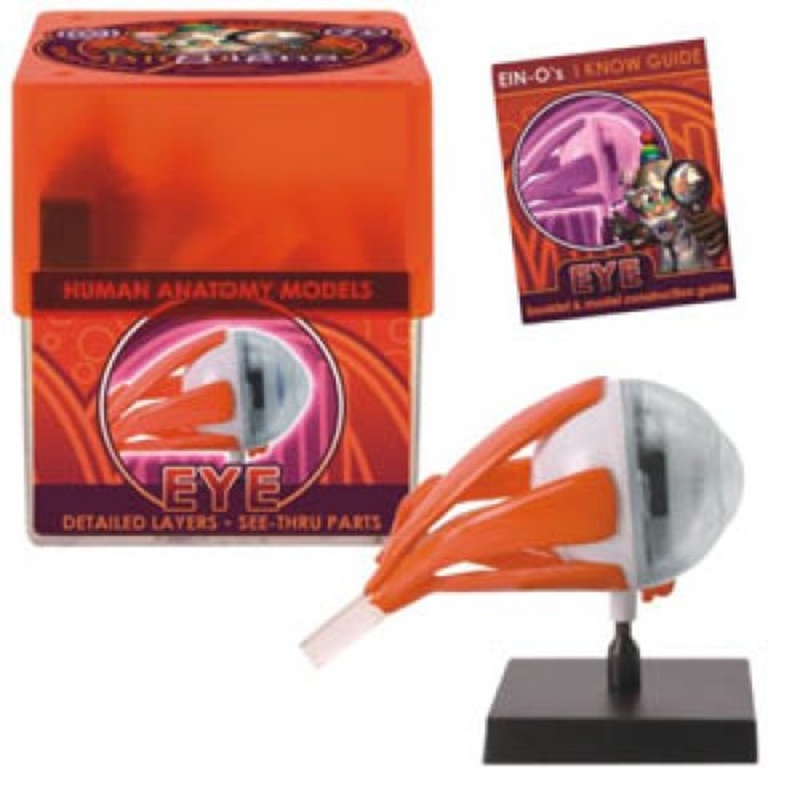 32370-EYE – EYE-HUMAN ANATOMY MODEL