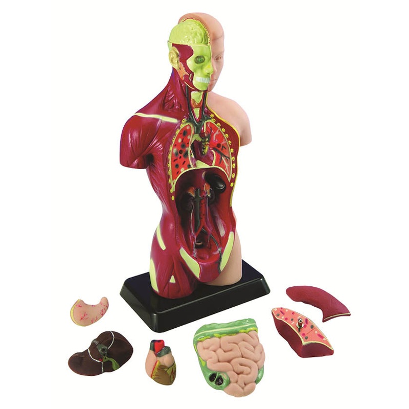 MK027 – HUMAN TORSO