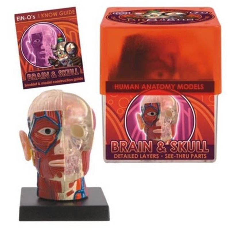 32370-BRAIN  SKULL – BRAIN AND SKULL-HUMAN ANATOMY MODEL