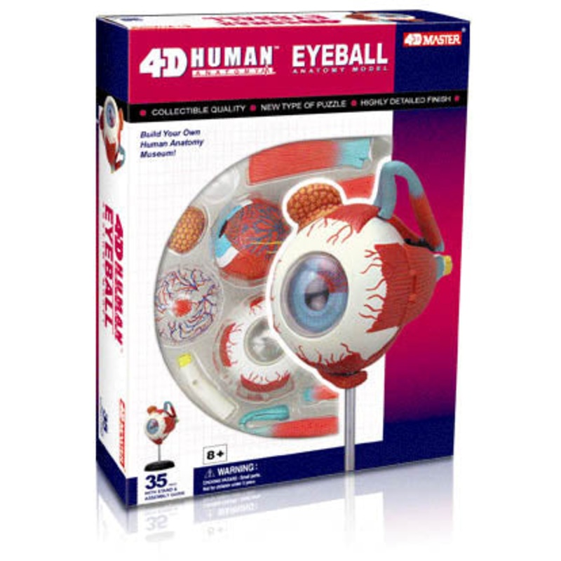 26054 – HUMAN EYEBALL ANATOMY MODEL 32PARTS W/STAND AND ASSEMBLY GUIDE