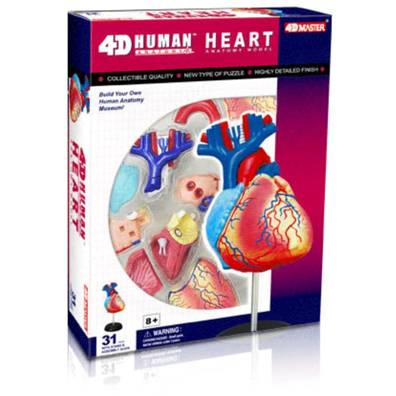 26052 – HUMAN HEART ANATOMY MODEL 31PARTS W/STAND AND ASSEMBLY GUI