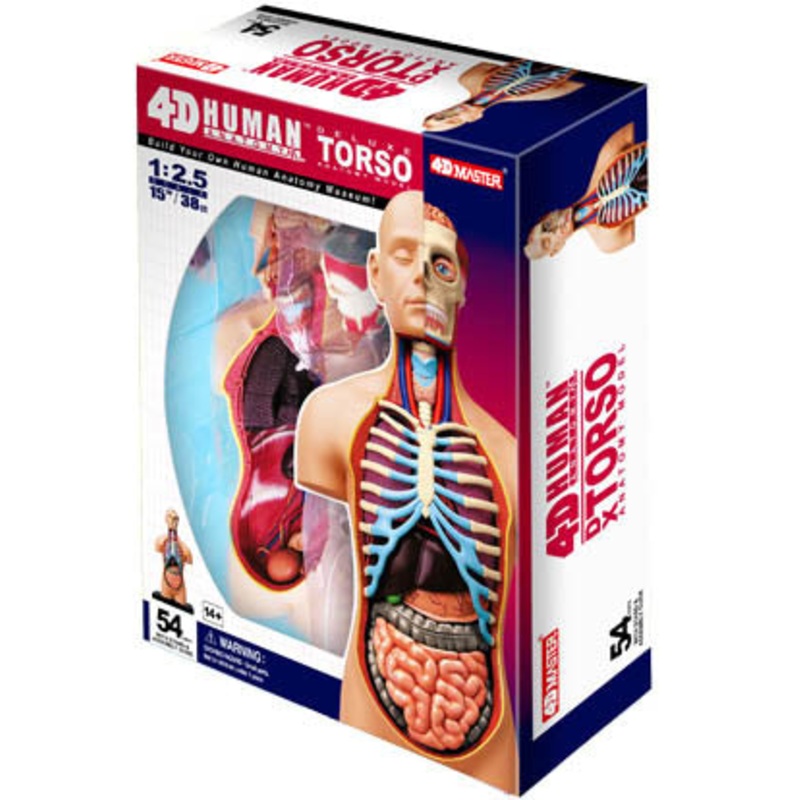 26080 – HUMAN TORSO ANATOMY MODEL 54PARTS W/STAND AND ASSEMBLY GUI