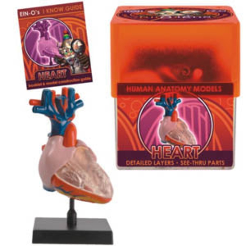 32370-HEART – HEART-HUMAN ANATOMY MODEL