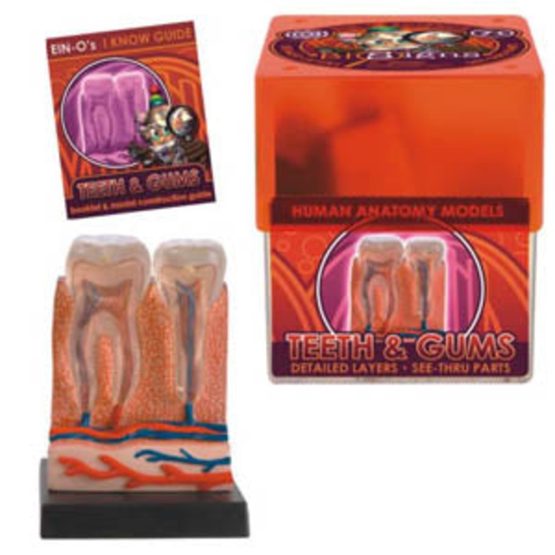 32370-TEETH – TEETH AND GUMS-HUMAN ANATOMY MODEL