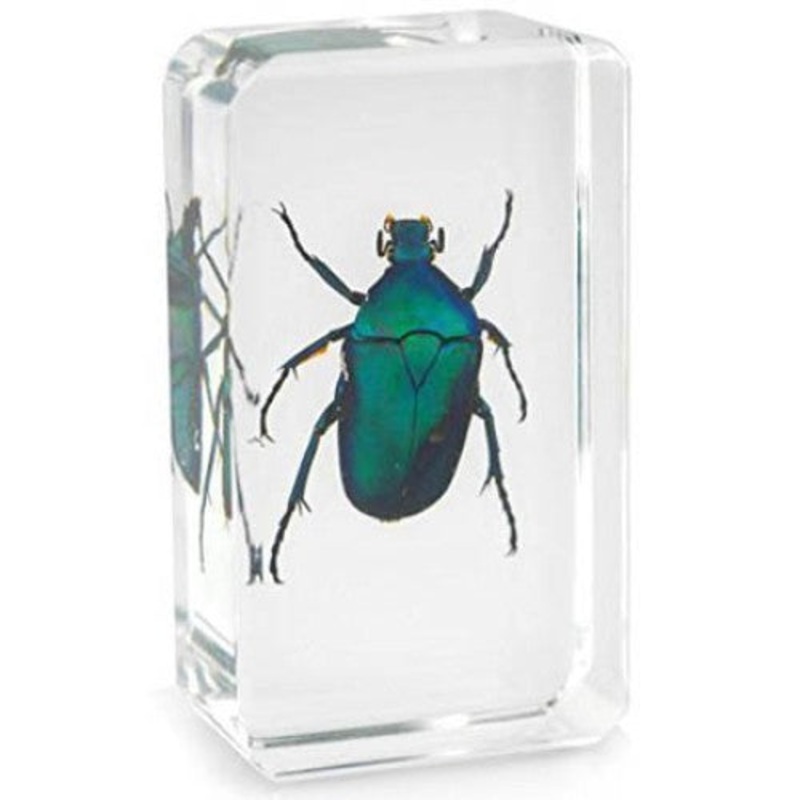 01027 – REAL BUGS-JAPANESE EMERALD BEETL BEETLE