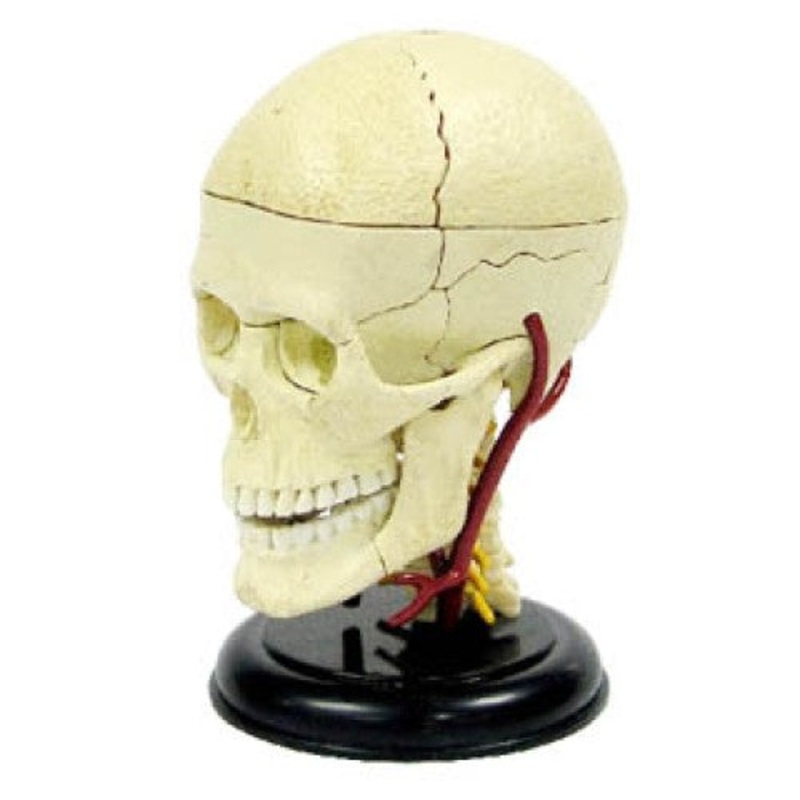 EDU-SK010 – BRAIN JUNIOR ANATOMY WITH CD OVER 30 PIECES