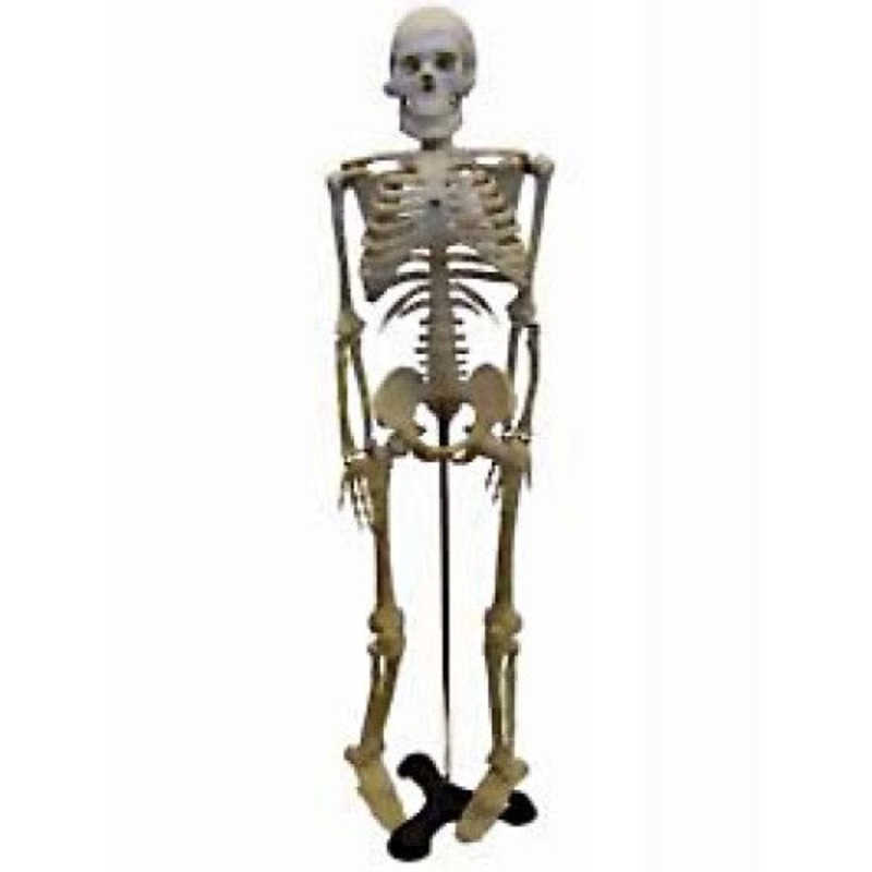 SK046 – HUMAN SKELETON -18 (46CM) HEIGHT WITH STAND