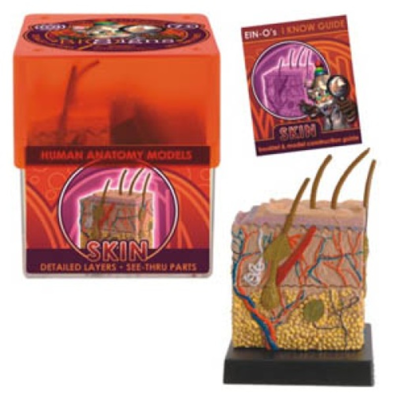32370-SKIN – SKIN-HUMAN ANATOMY MODEL