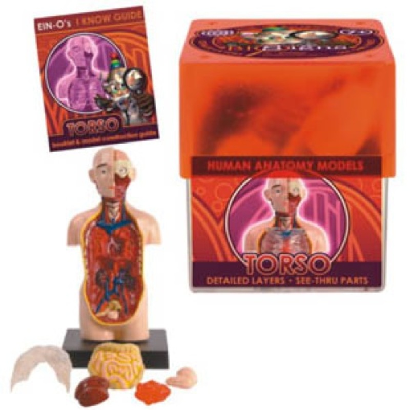 32370-TORSO – TORSO-HUMAN ANATOMY MODEL