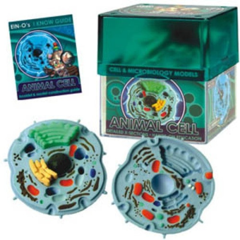 32371-ANIMAL – ANIMAL CELL-CELL AND MICROBIOLOG MICROBIOLOGY MODEL