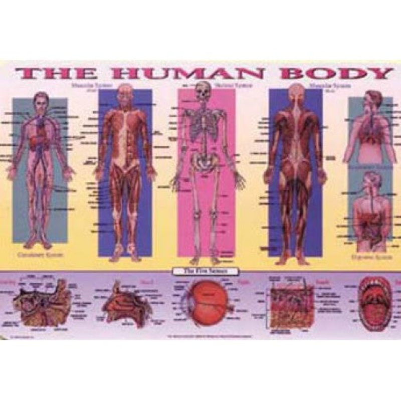 R21800 – PLACEMAT THE HUMAN BODY