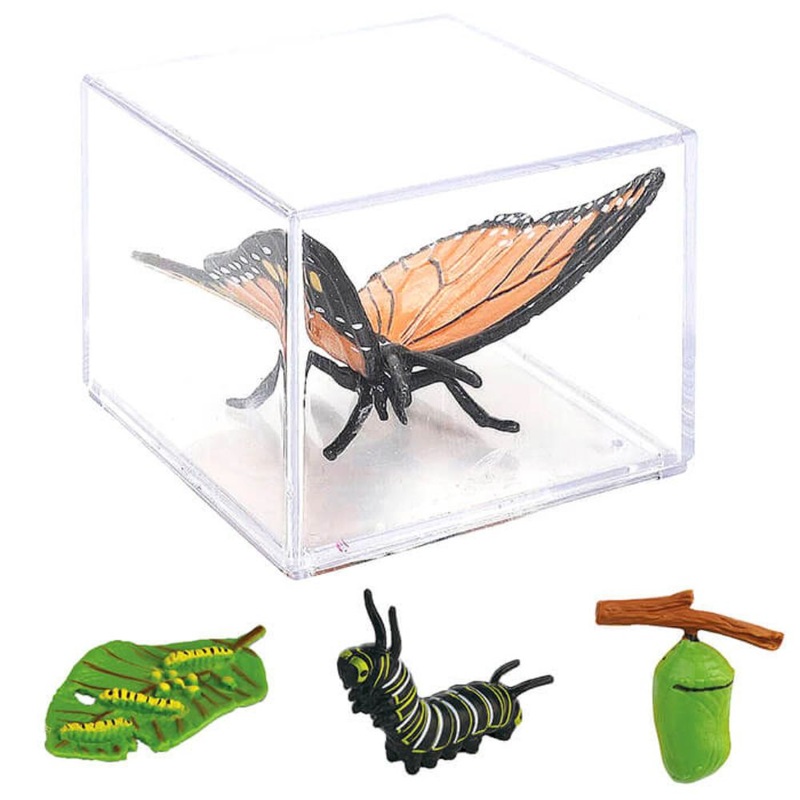 A5RAI-119 – LIFE CYCLE OF A BUTTERFLY
