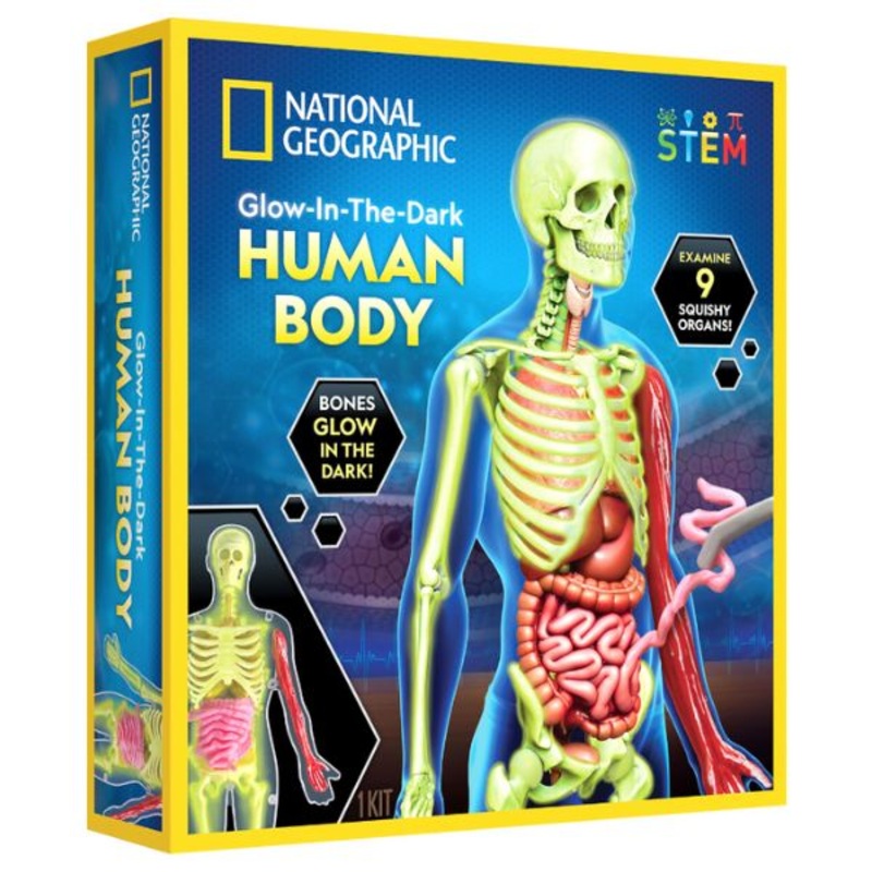 CRHUMBODY-21 – HUMAN ANATOMY MODEL GLOW-IN-DARK NATIONAL GEOGRAPHIC