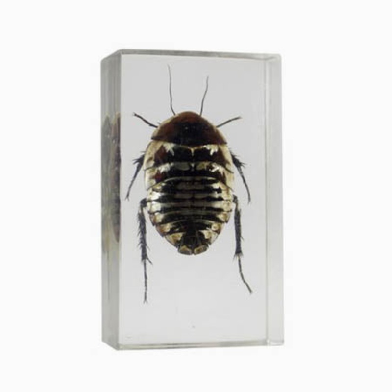 01022 – REAL BUGS-POLYPHAGA COCKROACH