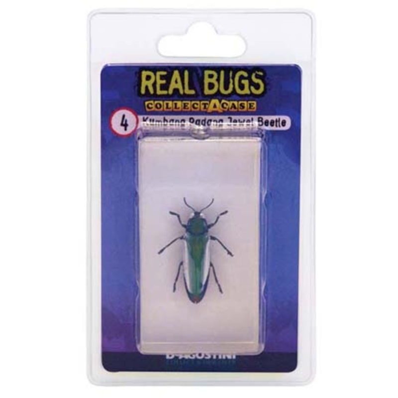 01023 – REAL BUGS-INDONESIA JEWEL BEETLE BEETLE
