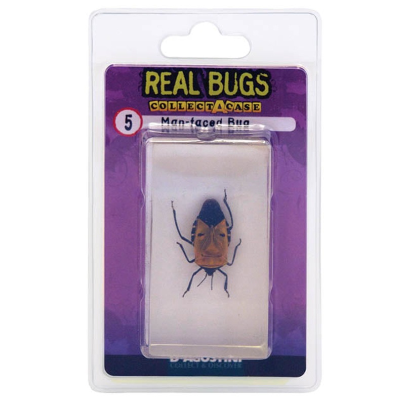 01024 – REAL BUGS-MAN FACED BUG SHIELD BUG