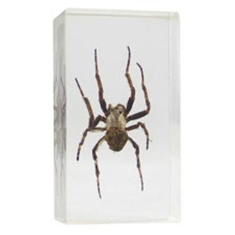 01025 – REAL BUGS-JAPANESE GARDEN SPIDER