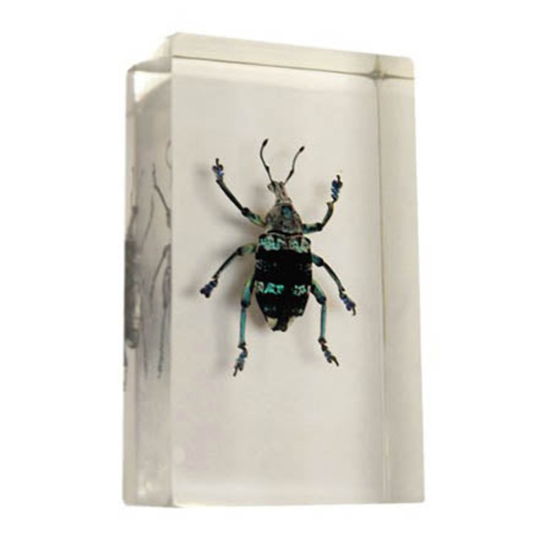 01026 – REAL BUGS-CURCULIONID BEETLE