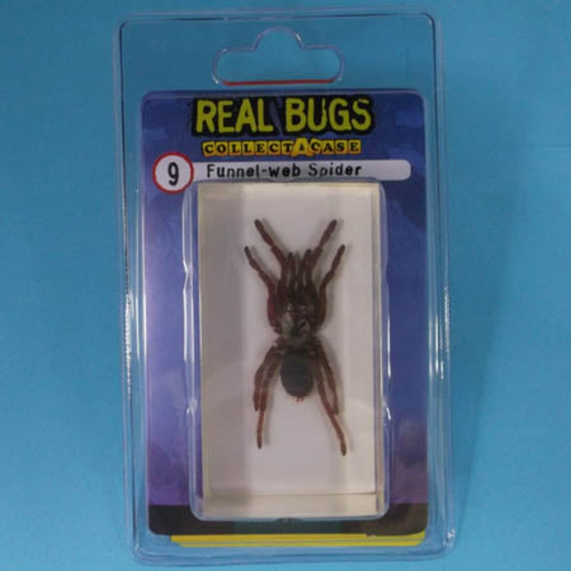 01028 – REAL BUGS-FUNNEL WEB SPIDER