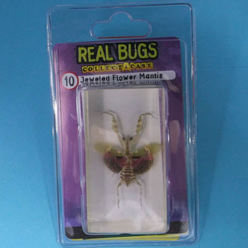01029 – REAL BUGS-JEWELED FLOWER MANTIS