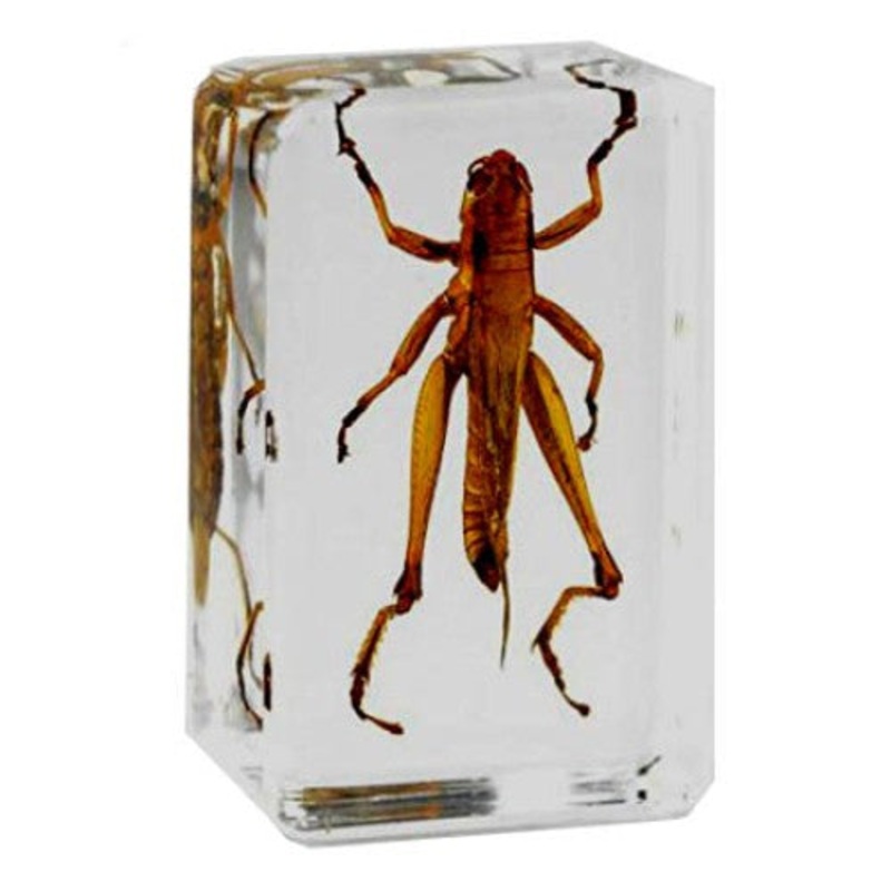 01032 – REAL BUGS-MIGRATORY BIRD LOCUST