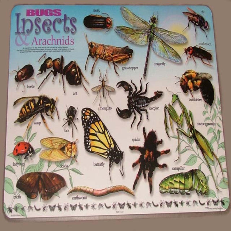 6550-WG21 – PLACEMAT BUGS INSECTS ARACHNIDS