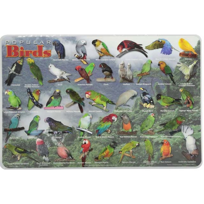 PLP-BIR-1 – PLACEMAT POPULAR BIRDS