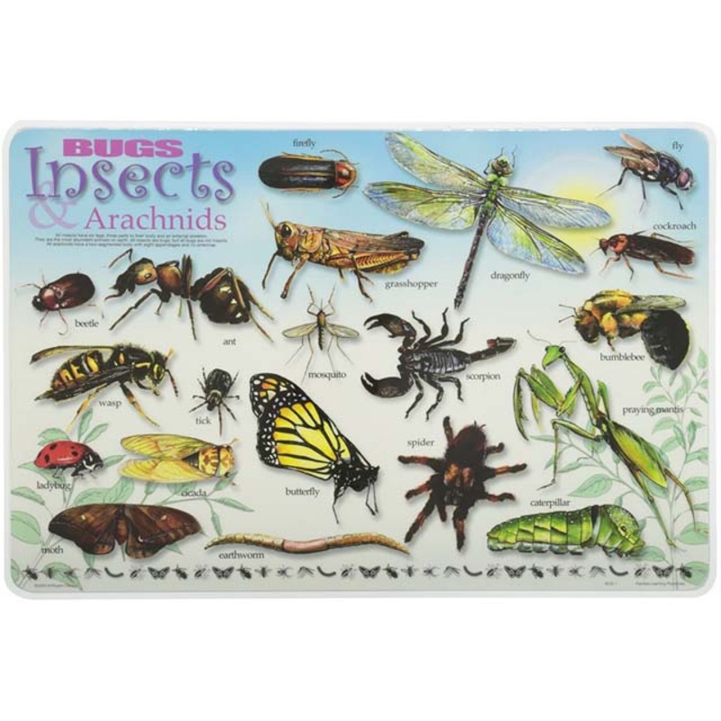 PLP-BUG-1 – PLACEMAT BUGS INSECTS AND ARACHNIDS